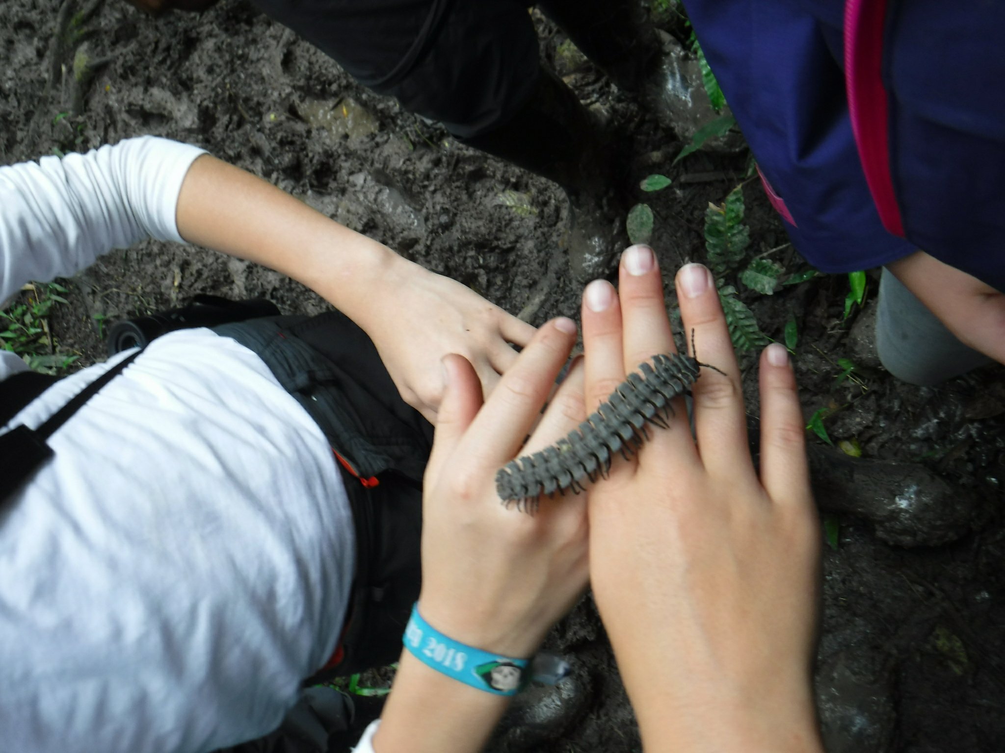 Squiggley the millipede