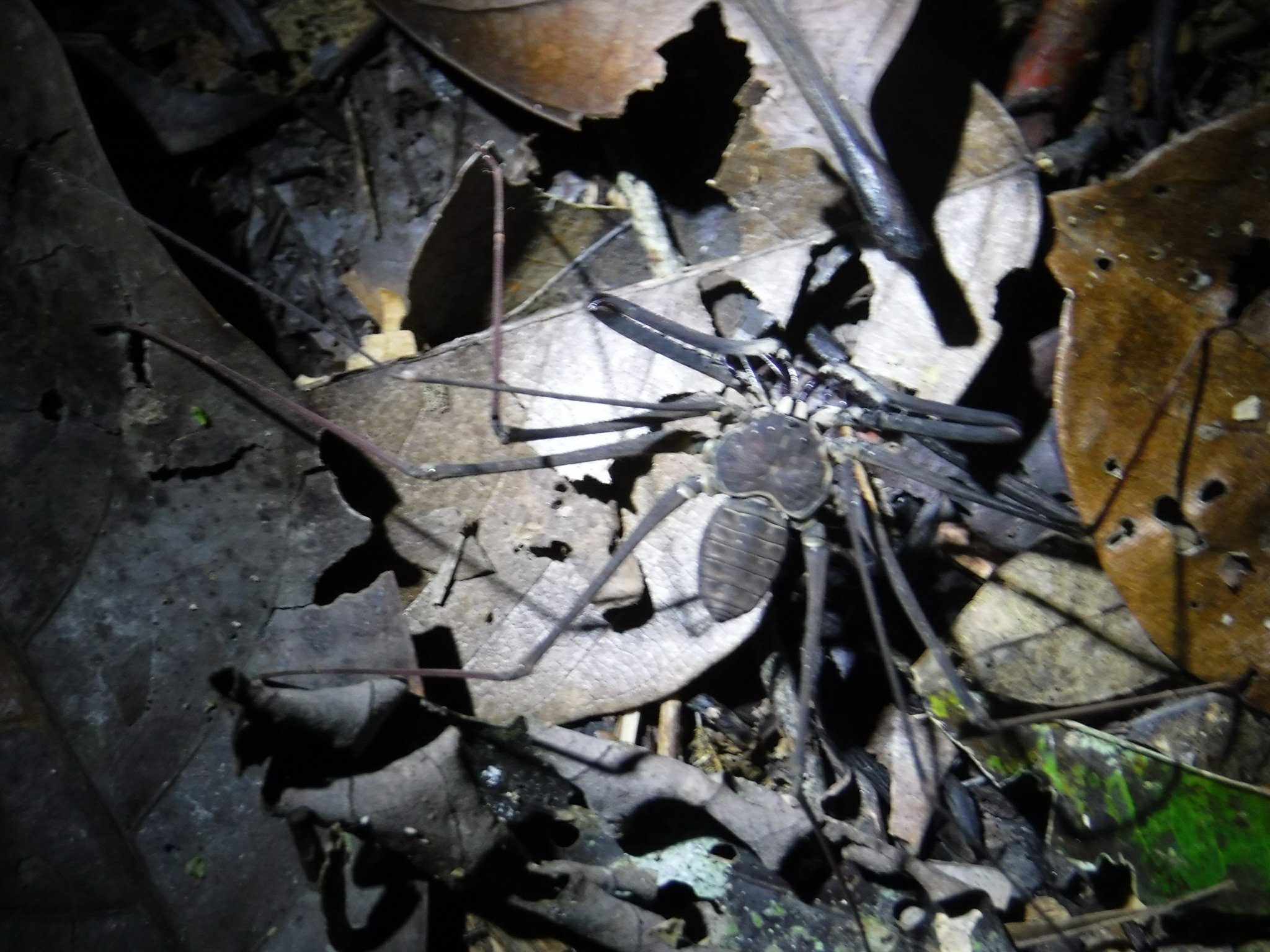 Speedy scorpion spider