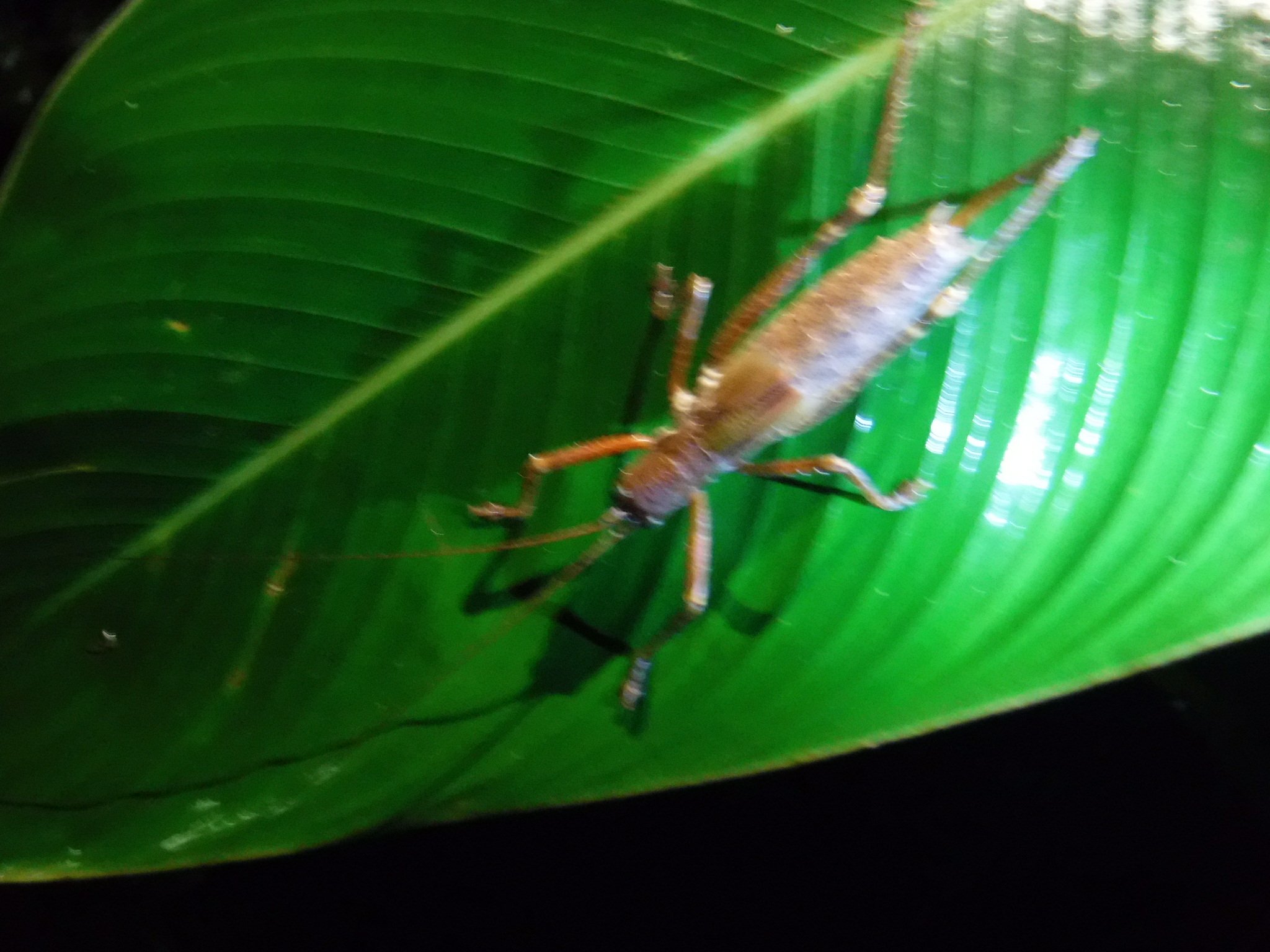 Giant cricket, part of the lobster family