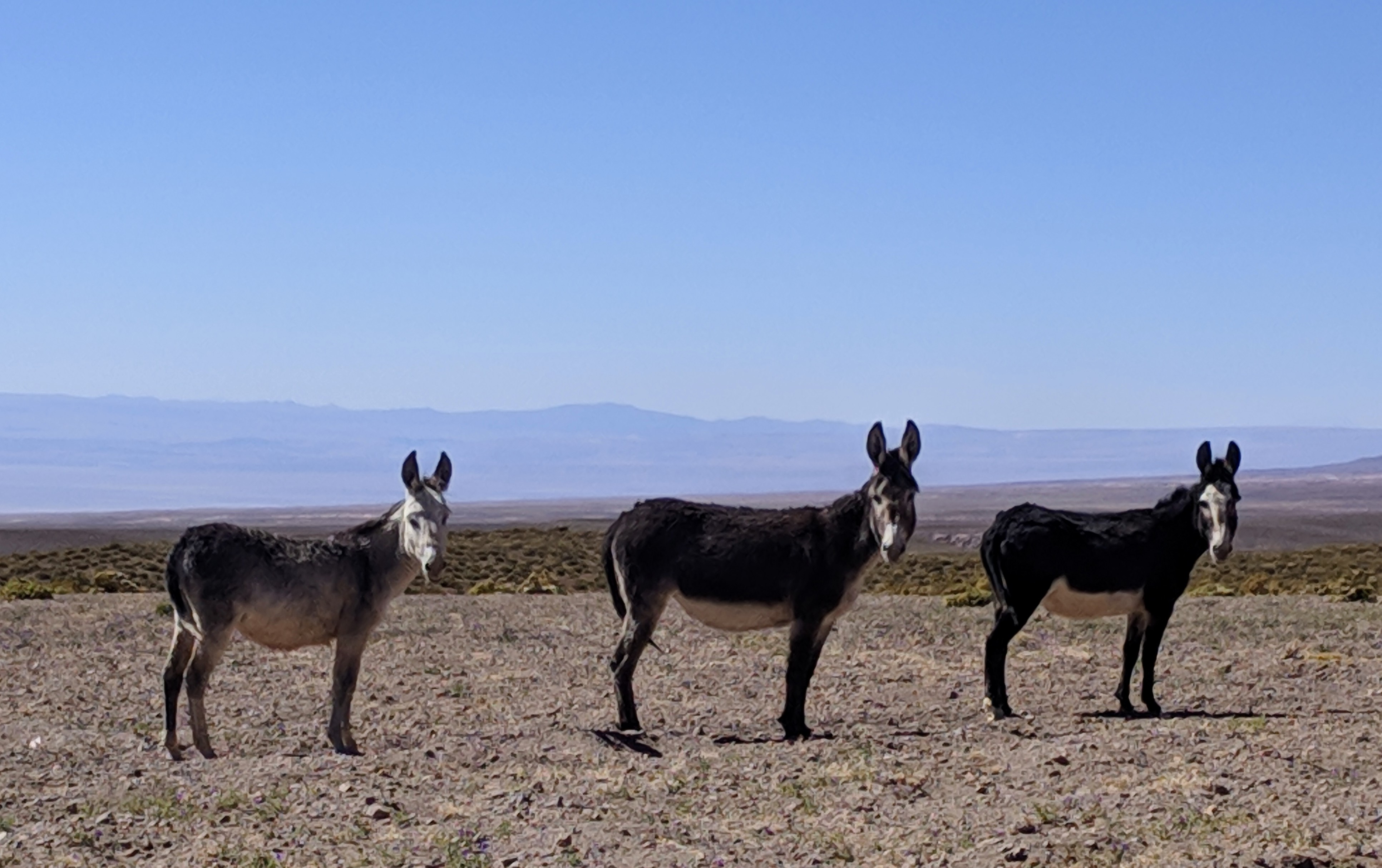 IMG_20181206_162325 (1)