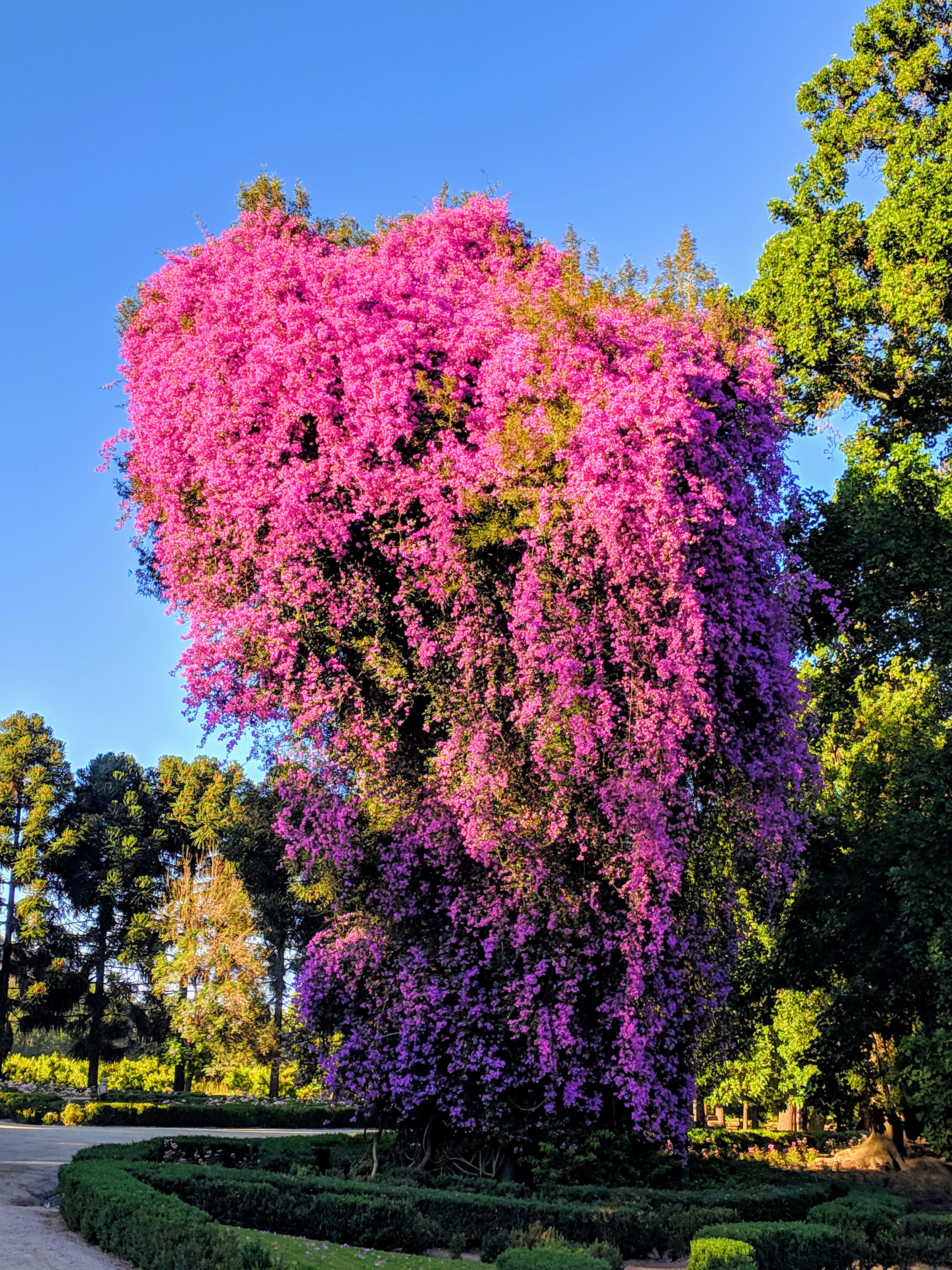 IMG_20181221_081147-EFFECTS