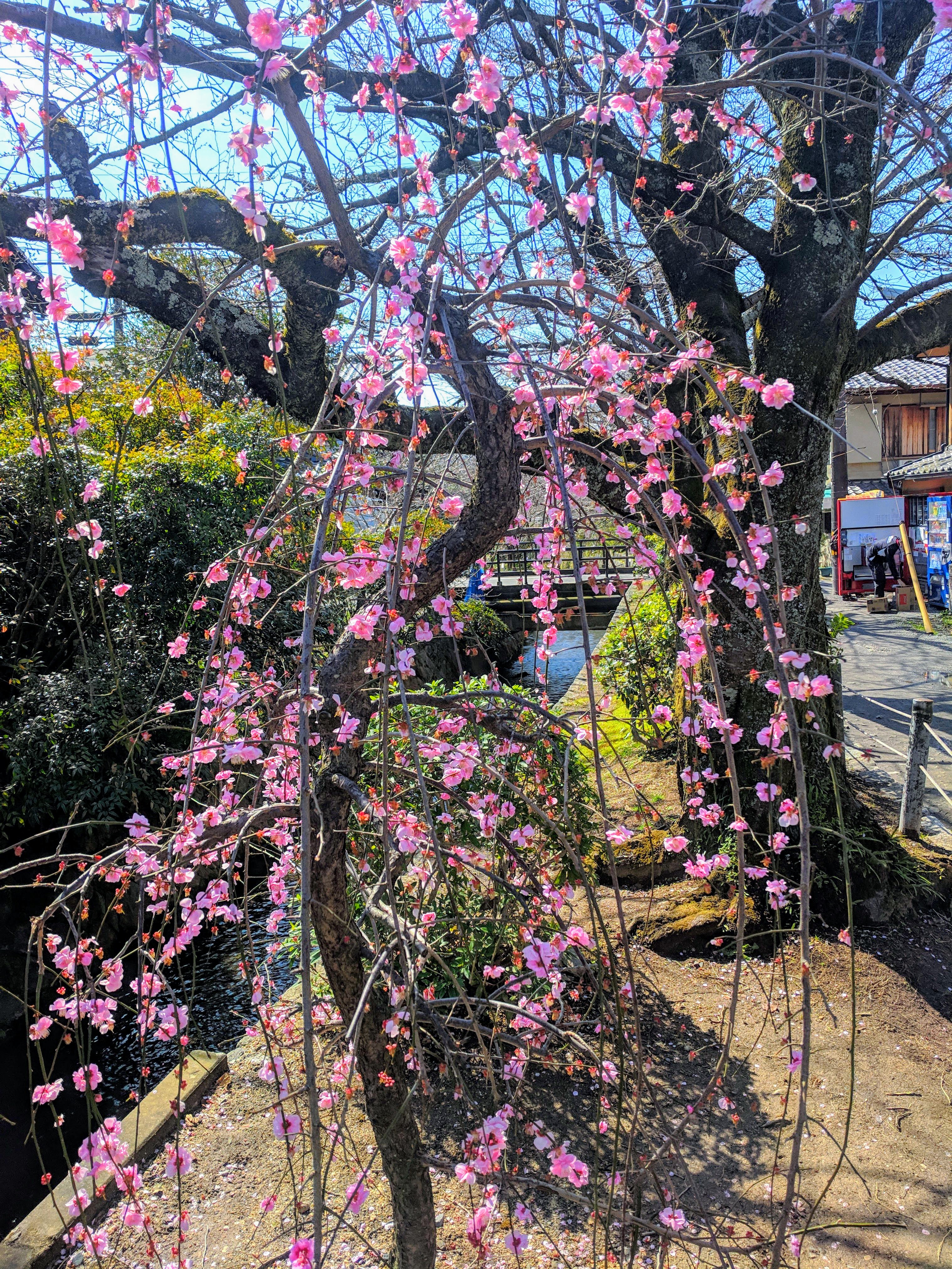 IMG_20190318_101846-EFFECTS