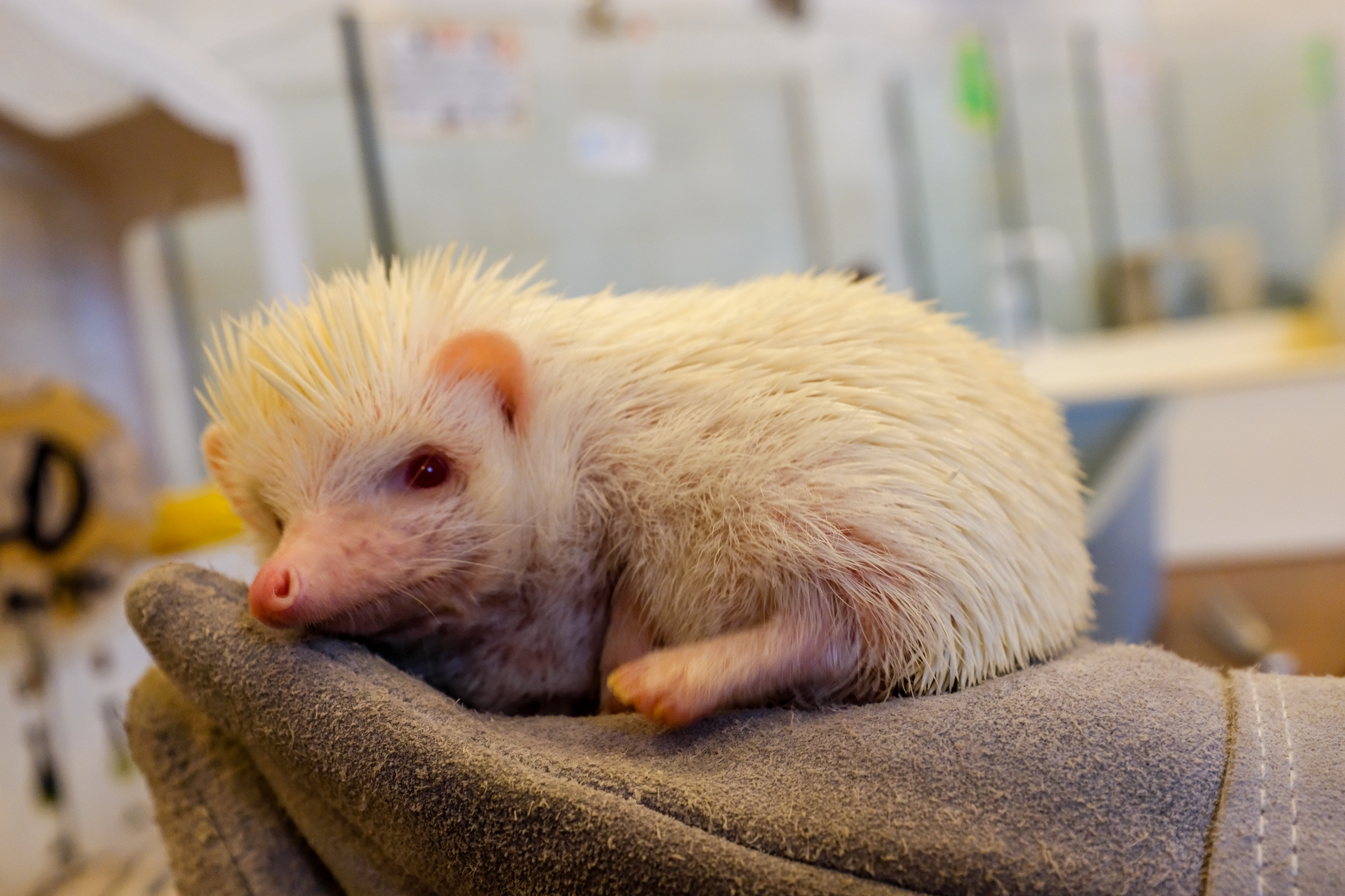 190319-Japan portraits-69