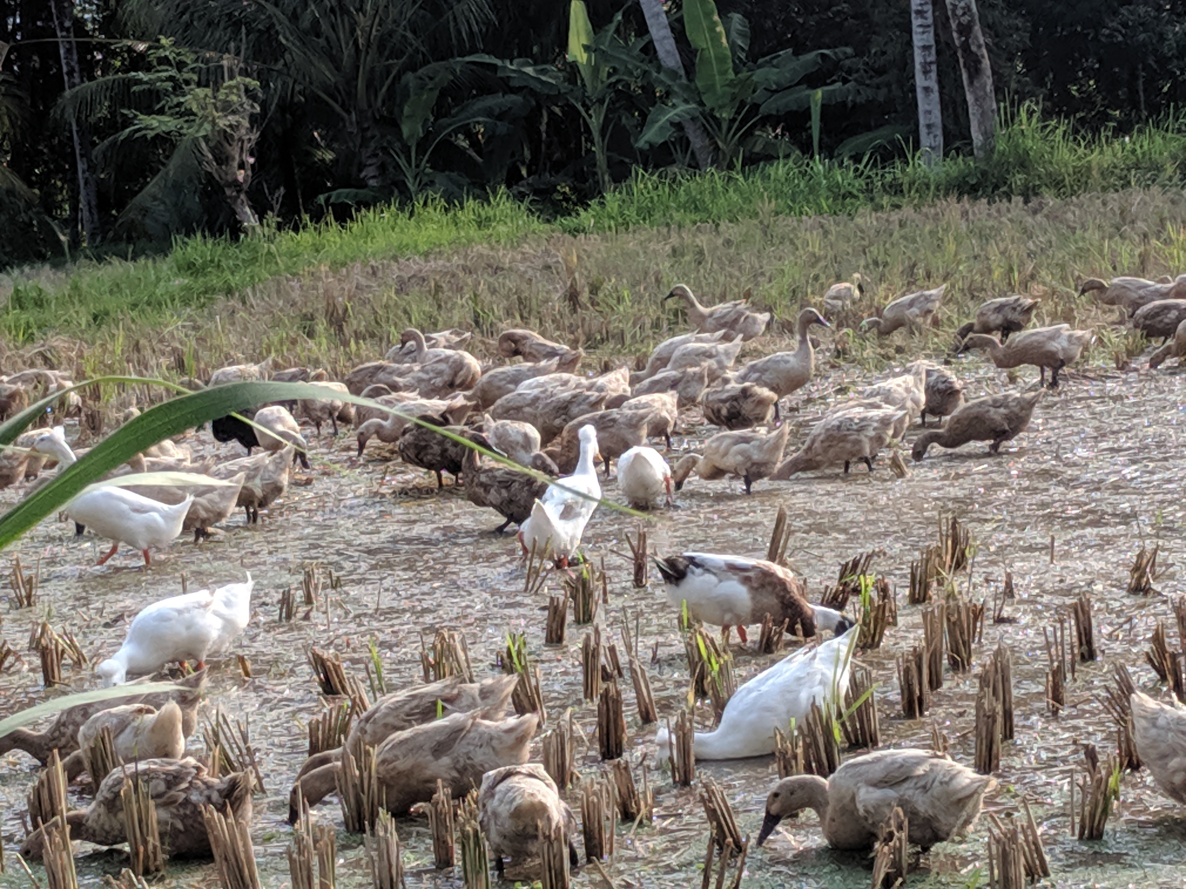 IMG_20190625_161835 (1)